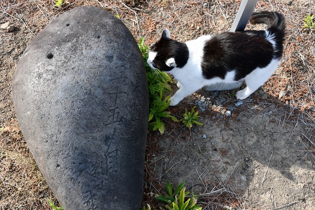 2010_heihei's tweet photo. cat and stone

#力石 #liftingstone https://t.co/JGbDVAX98m