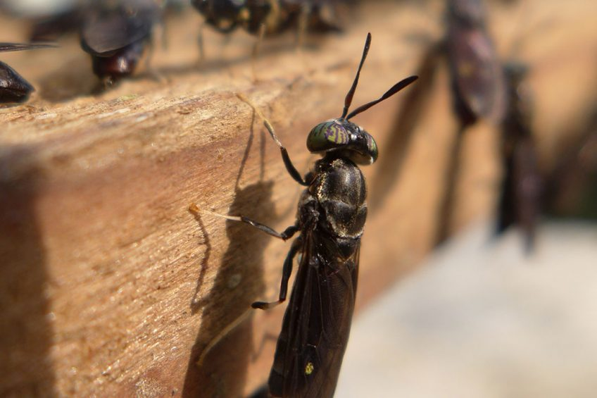 SangwaSifa's tweet photo. Interested in sustainable agriculture and profitable investments? 
Black soldier fly farming is the answer! 

These flies turn food waste into high-quality livestock protein feed and generate a higher income. Plus, it's eco-friendly and has a low carbon footprint.
 #BSF #Feed https://t.co/BlqJlkyKcA