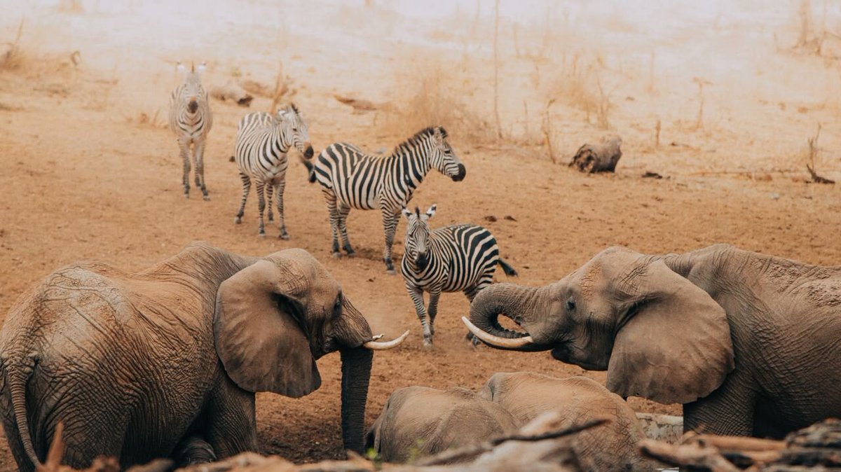 TreetopsTz's tweet photo. It is this nostalgic sparkle that is all too visible in the eyes of the ‘grown-ups’ who gaze upon Tarangire Treetops for the first time.

#tarangire #tarangiretreetops #tarangirenationalpark https://t.co/c0FVIOZJQ9