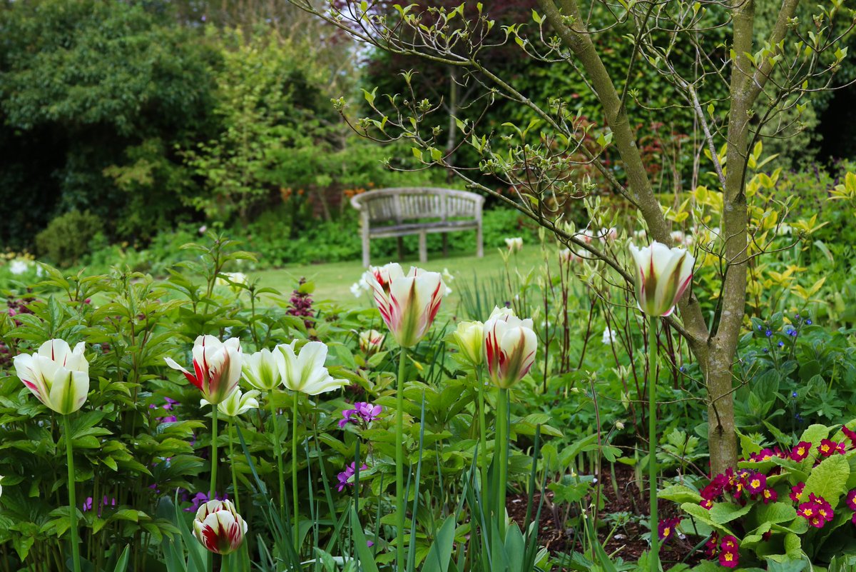 BluebellCottGdn's tweet image. A great year for tulips!!!

Your seat awaits!

Bluebell Cottage, open Weds-Sat, 10am-5pm.

#Cheshire #opengarden #plantsforsale #tulips