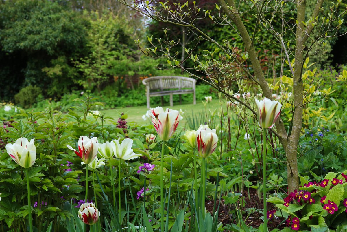 A great year for tulips!!!

Your seat awaits!

Bluebell Cottage, open Weds-Sat, 10am-5pm.

#Cheshire #opengarden #plantsforsale #tulips