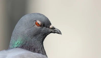 Stop being a bitch. Have some balls and fucking bid.