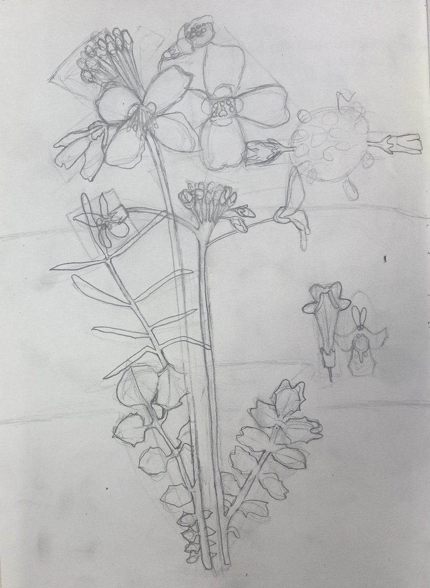 S1 working on their set curriculum at <a href="/MHS_ArtDept/">MHS Art & Design</a> during their CRM packaging unit. Learning how to measure, use angles and work to the correct scale! 💐✍️  #EdPGDE <a href="/MonifiethHigh/">Monifieth High</a>