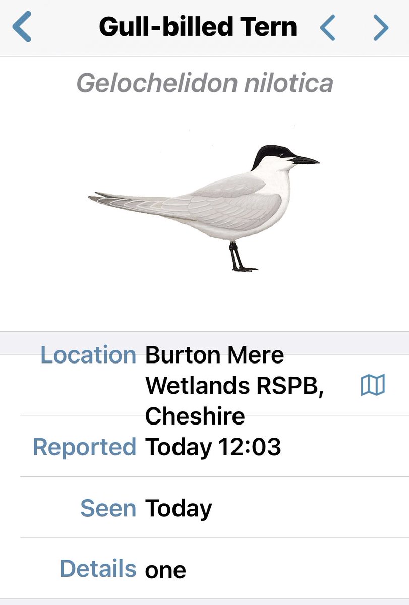 C & W BIRD NEWS (@cheshirebirding) on Twitter photo 