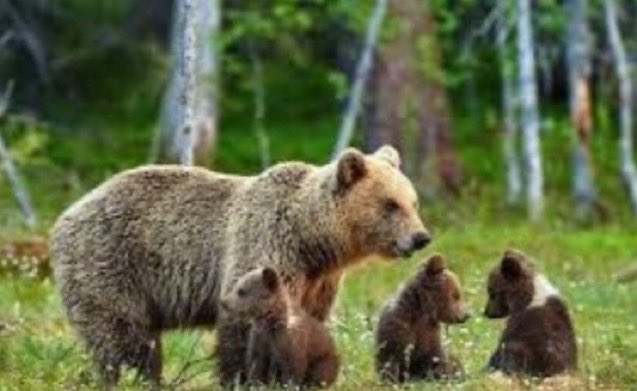 vincenzo5151's tweet photo. L’#orsajj4 e’ chiusa in una gabbia di 12 metri quadrati. Sola, separata dai suoi cuccioli. Senza di lei, non è detto che ce la facciano. 
Potrà avere un’ora d’aria al giorno - lei che è abituata a correre nei boschi. 
Dite quello che volete, ma per me questa è crudeltà. https://t.co/LYhdf1MJtF