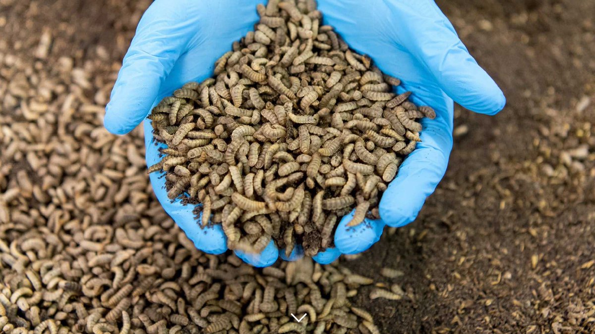 SangwaSifa's tweet photo. Interested in sustainable agriculture and profitable investments? 
Black soldier fly farming is the answer! 

These flies turn food waste into high-quality livestock protein feed and generate a higher income. Plus, it's eco-friendly and has a low carbon footprint.
 #BSF #Feed https://t.co/BlqJlkyKcA