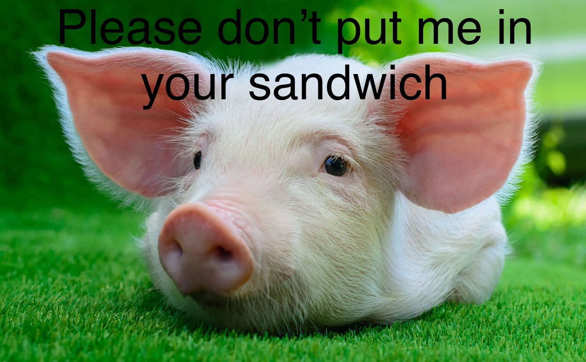 Did you know that pigs are smart and social animals? Let's show them some kindness by choosing plant-based options instead of putting them in a sandwich. #GoVegan #CompassionOverCruelty #AnimalRights #PlantBased #Sustainability