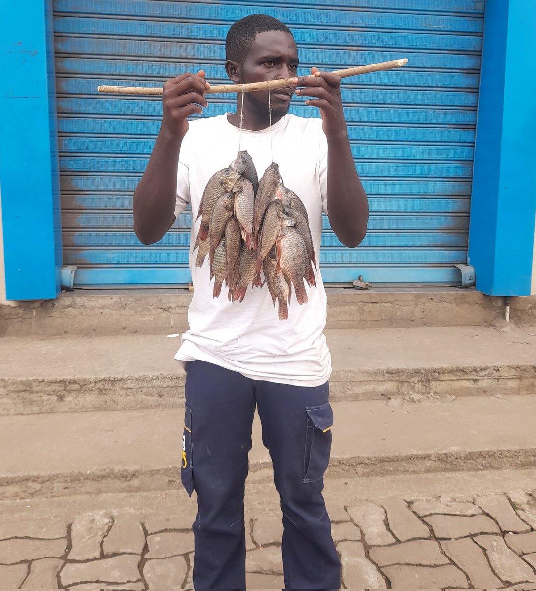 manchwe_clinton's tweet photo. Tilapia fishfarming business 

Tilapia is one of the best fish consumed in cameroon/Africa, many are still to understand how to raise this  species in artificial ponds since the population in the wild keep reducing due to overfishing. We can guide you on how to go about this https://t.co/RNR2V9nY2h