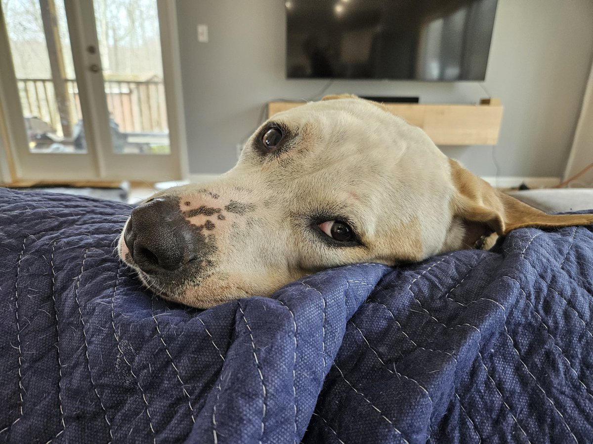 jenniferbuck's tweet photo. @TomJumboGrumbo @AutonomousA2 @solohip @SimoneKadden @ic__42 @rlschina @MAsfd62 @mavis26237212 @Lobos581 @_carolofjoy @dina808girl @bmcintosh999 @JediRiskManager @Aletaforhorses @zennginger Thank you all so much! I'm the founder of Furry Flights to Freedom. We simply could not rescue without your generosity. Basil is currently at my home in Connecticut as a foster decompressing while we search for his forever home. He's such a joy! https://t.co/omMUFPpwWY