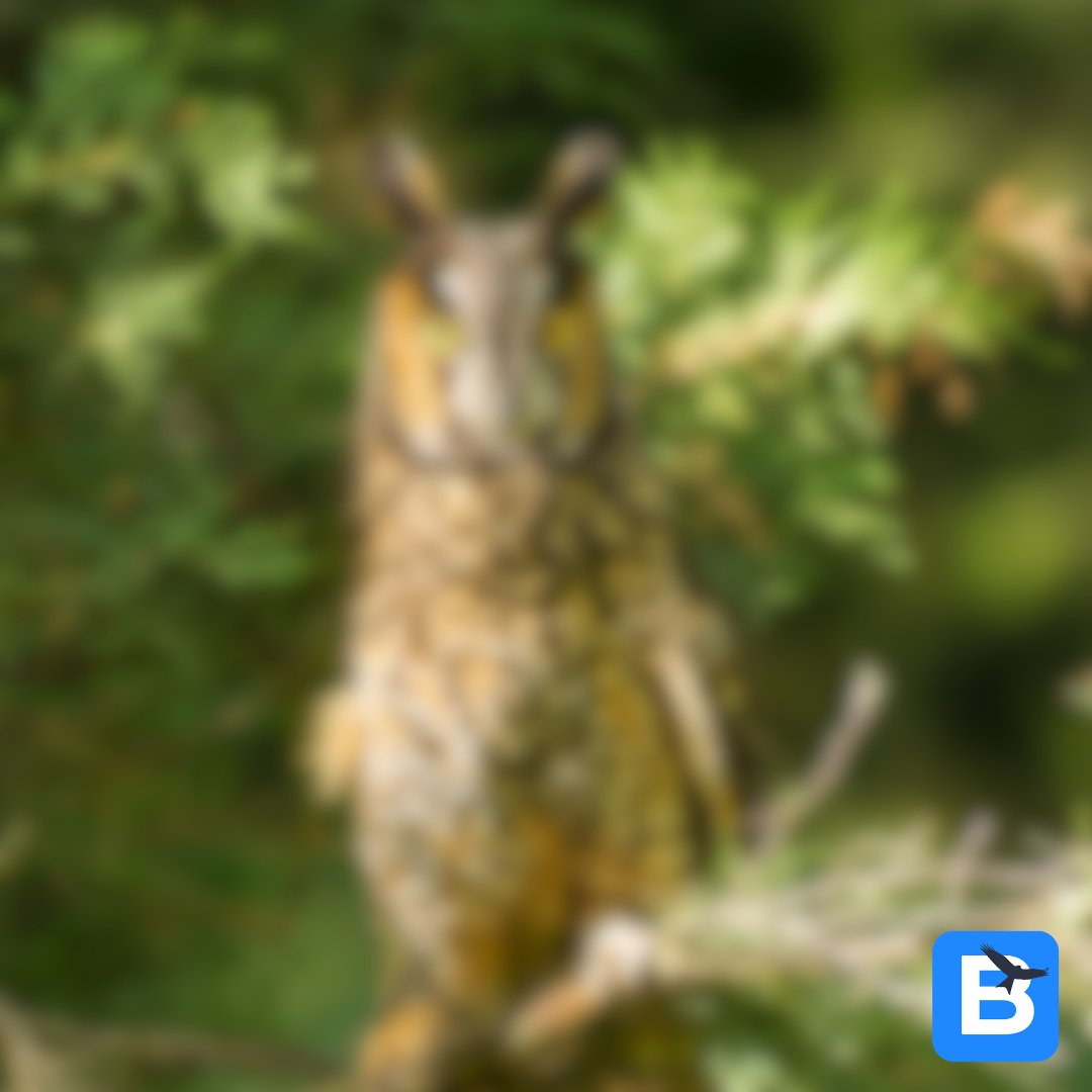 birda_org's tweet photo. It's time for another Wildlife at Speed! What's this blurry bird?π€π€
Comment your guesses below and find out the answer tomorrow!
#livewilder #birda #naturelovers #whatbird #wildlifeatspeed #birdID #birdidhelp #whatbirdisthis #birdingquiz #blurrybird #wildlifewednesday https://t.co/5BXiDHrGiF