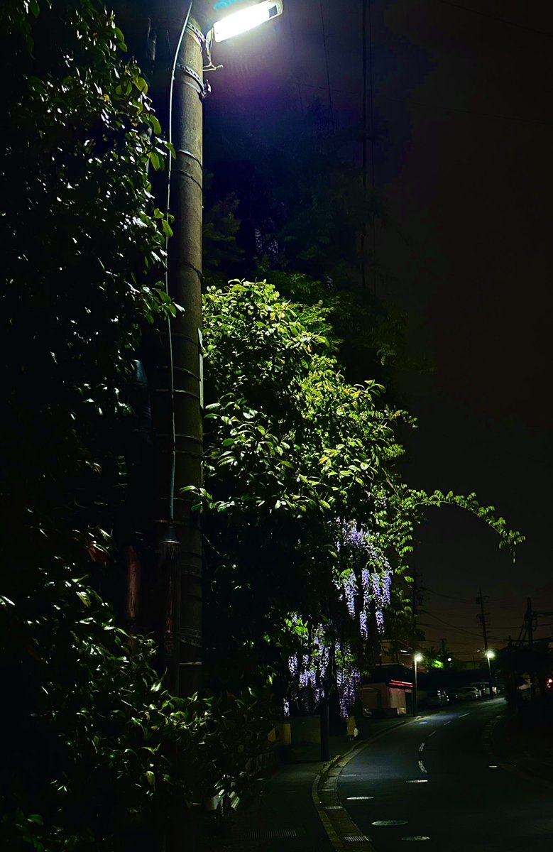 rui_k_222's tweet photo. ふとした道にあった藤の花 https://t.co/zL28bODyEJ