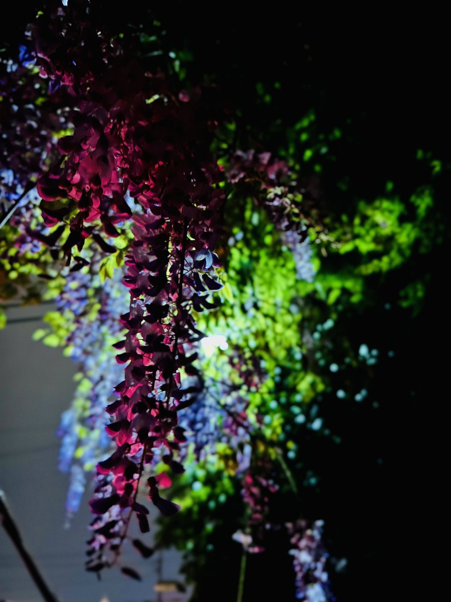 rui_k_222's tweet photo. ふとした道にあった藤の花 https://t.co/zL28bODyEJ