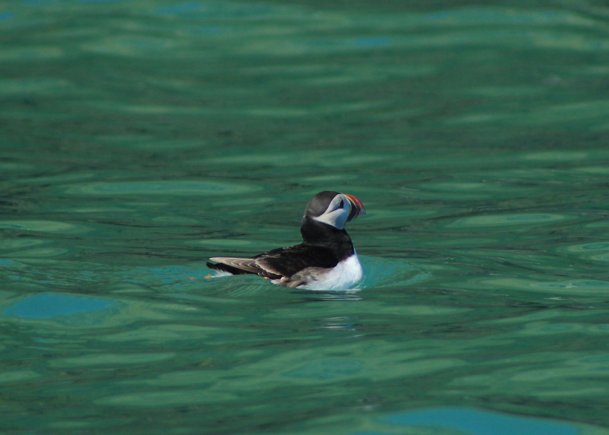 Bangor University Birdwatching Society tweet media