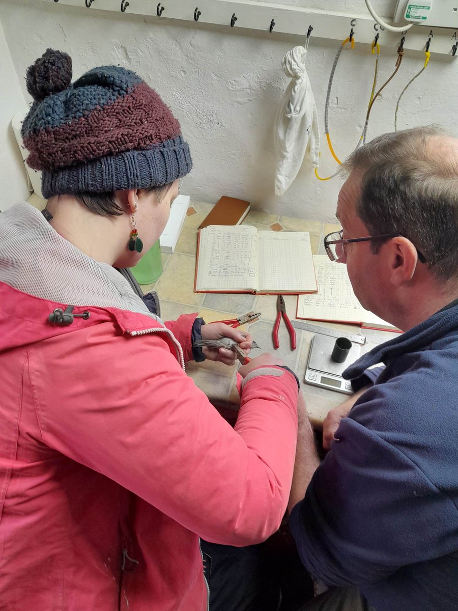 Bangor University Birdwatching Society tweet media