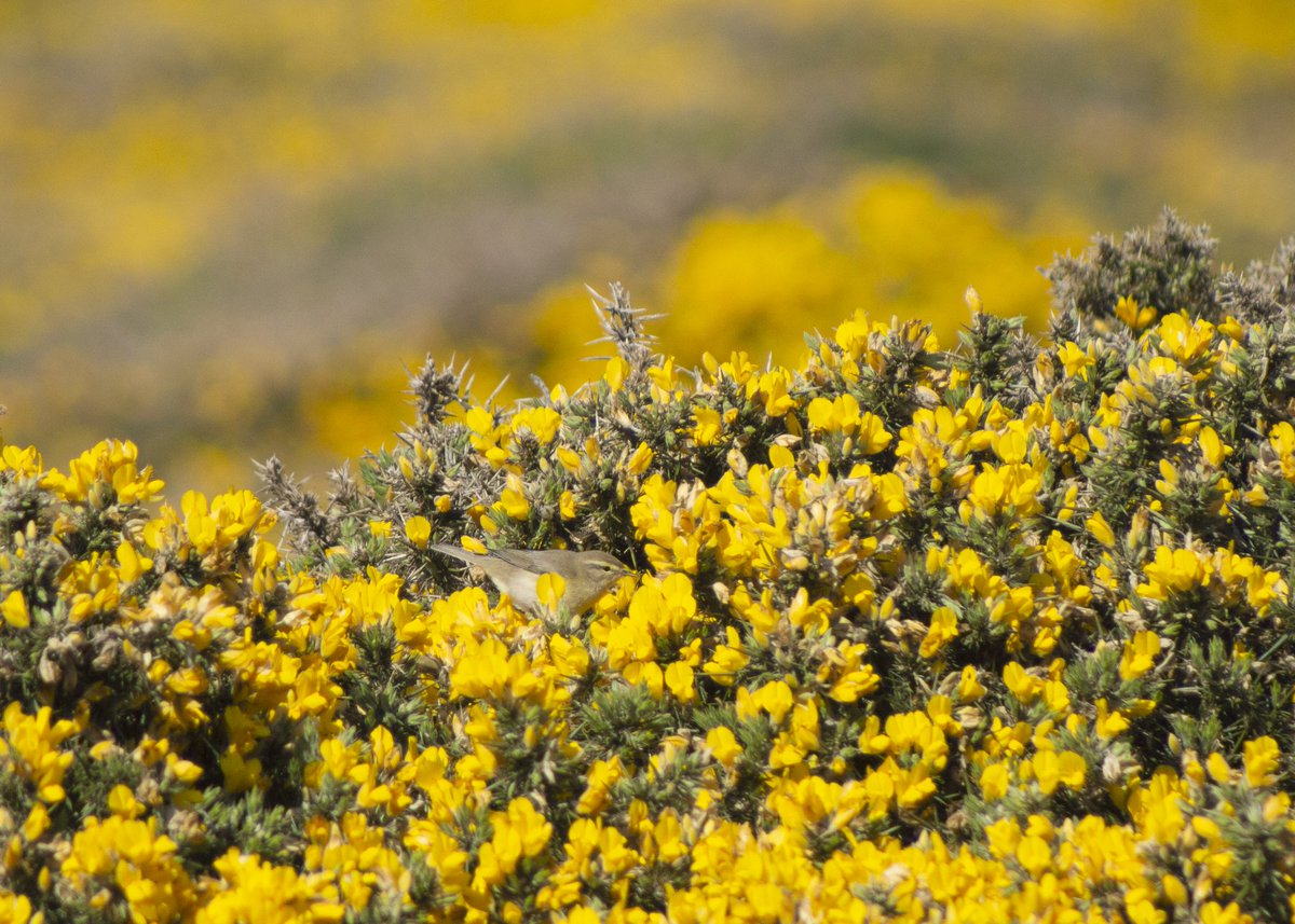 Bangor University Birdwatching Society tweet media