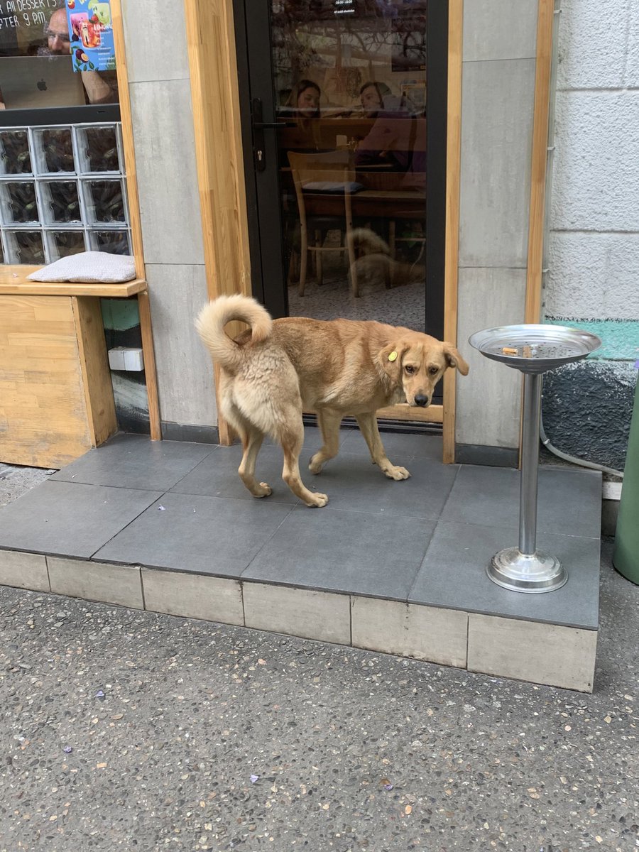 alice without chains 🐸 (@litvinova_fm) on Twitter photo 