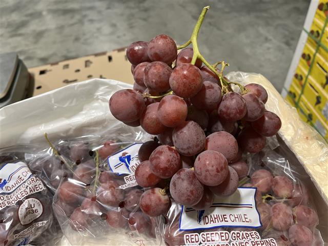 hars_uk's tweet photo. Chilean Red Globe Stunning fruit! 8.2Kg Wooden Box #Chile #RedGlobe #Fresh #Vegan #Healthy #EatMoreFruit https://t.co/xyikIy9x7q