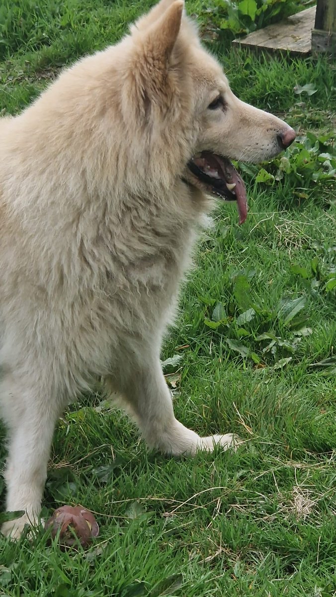 walesape's tweet photo. Welcome to the family, Kaiser 🤩
We have taken him in after a family bereavement. He's not used to a lot of people so it's small steps at the moment ❤️
#Family #WoofWed #Dog #kaiser https://t.co/yipifFfwnX