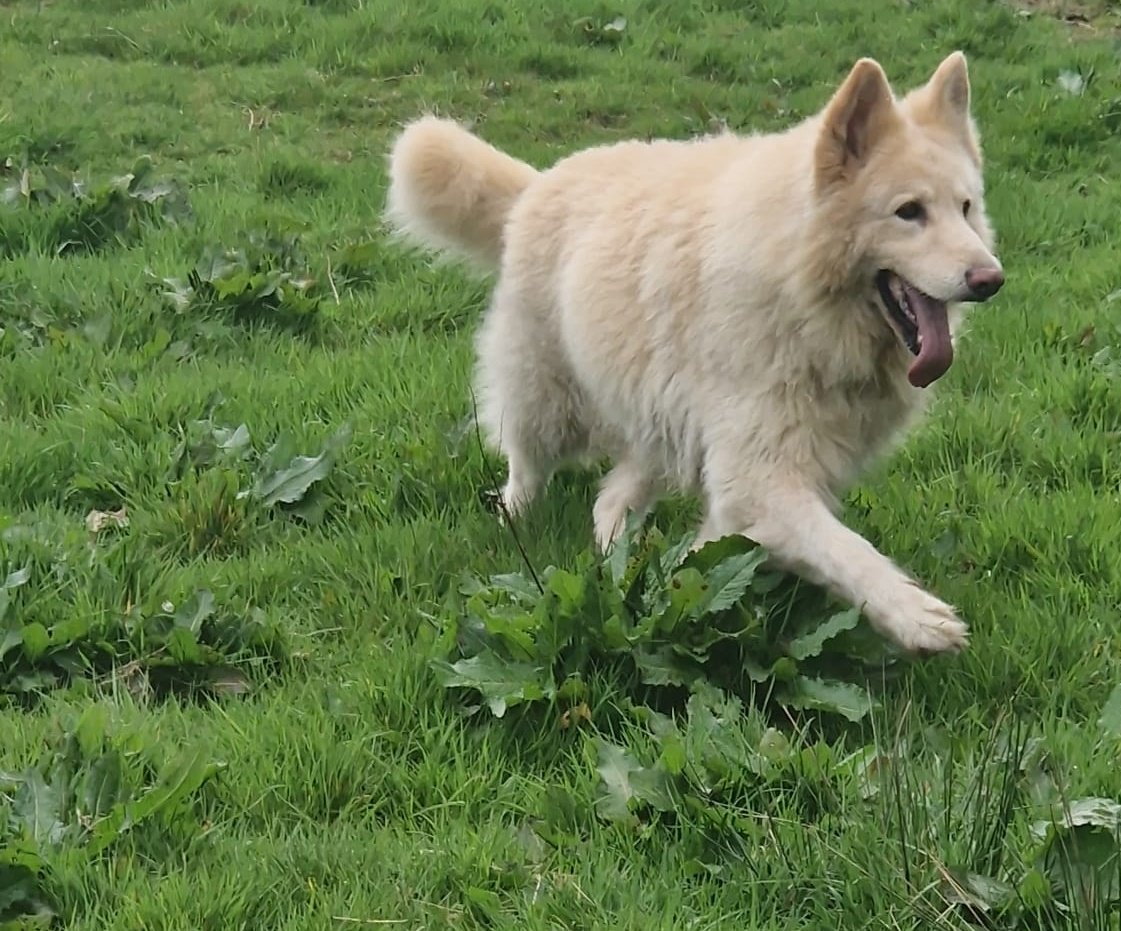 walesape's tweet photo. Welcome to the family, Kaiser 🤩
We have taken him in after a family bereavement. He's not used to a lot of people so it's small steps at the moment ❤️
#Family #WoofWed #Dog #kaiser https://t.co/yipifFfwnX