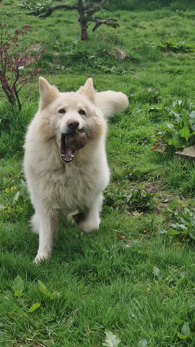 walesape's tweet photo. Welcome to the family, Kaiser 🤩
We have taken him in after a family bereavement. He's not used to a lot of people so it's small steps at the moment ❤️
#Family #WoofWed #Dog #kaiser https://t.co/yipifFfwnX