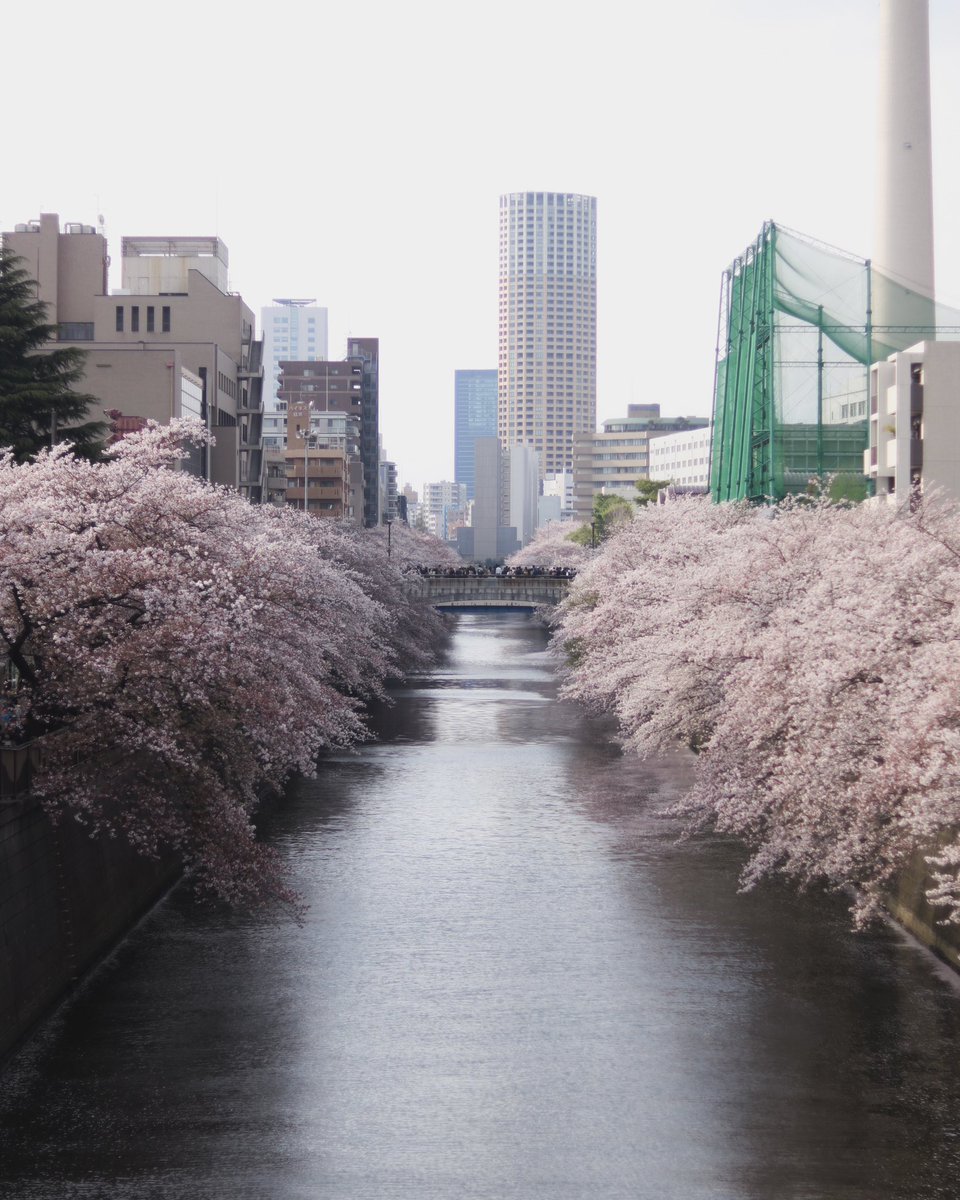 Petchpigz's tweet photo. The whole mood with Sakura in Japan. 🌸 #Petchpigz https://t.co/ZahWwrIjZV