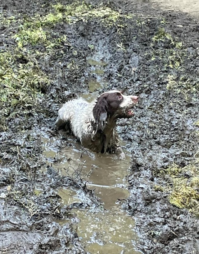 MattFrostWorld's tweet photo. @sophiearumble Don't ask !!!! Up in the woods at the back of Priory Pk !!
Oh the joys !!!!
Get a Springer, they said. It'll be fun 😫😩 https://t.co/yF87qTMNgT