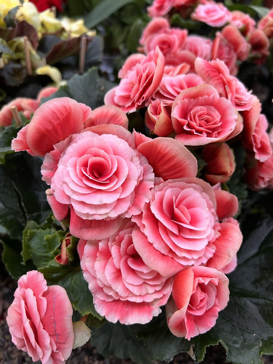 AjcJasmine09's tweet image. Take a moment and appreciate how lovely ‘SPRING’ adds new life and beauty to all that is… 

#springinlondon #mykindofweather