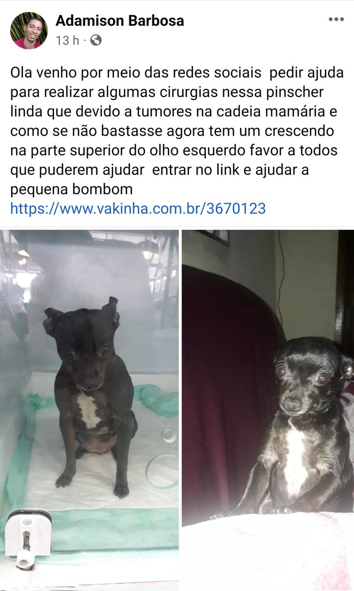 brksdato's tweet photo. Galera quem poder ajudar, Não é Golpe essa cachorrinha e do meu Cunhado é precisa urgente dessa Cirurgia e exames Vamos lá Clan, eu acredito em Vocês! Link pra ajustar esta aí  #PinsherBomBom 
https://t.co/BisPHtafsd https://t.co/VUC1wPFFKa