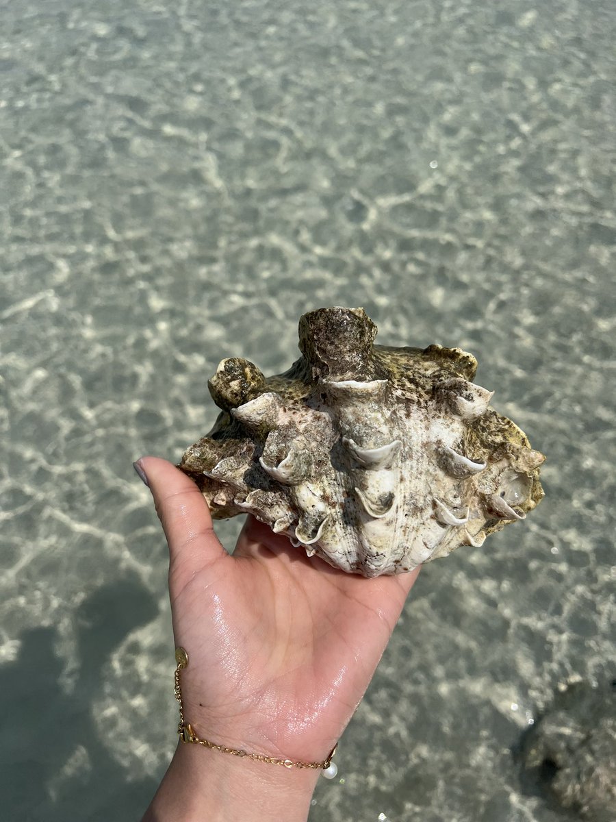 Bieordinary22's tweet image. รีวิวเกาะกูดจาก คหสต ย้ำความเห็นส่วนตัว และจากที่คุยกะชาวเกาะมานิดนึง บอกก่อนว่าเกาะกูดถ้าเทียบกับเกาะหมากกับเกาะช้าง เกาะกูดยังมีไม่ได้มีโรงแรมใหญ่ๆ มากเหมือนเกาะอื่น แต่ธรรมชาติดีมากมีครบทะเล น้ำตก ปะการังน้ำตื้น ขี่มอไซได้อย่างสบายใจ(1)