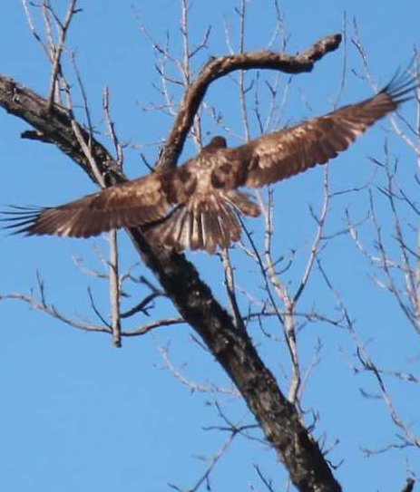 sputterfuss6's tweet photo. #bird #birdtwitter #photography #flight #juvenile #eagle #alights https://t.co/Vz7X0HVyr9