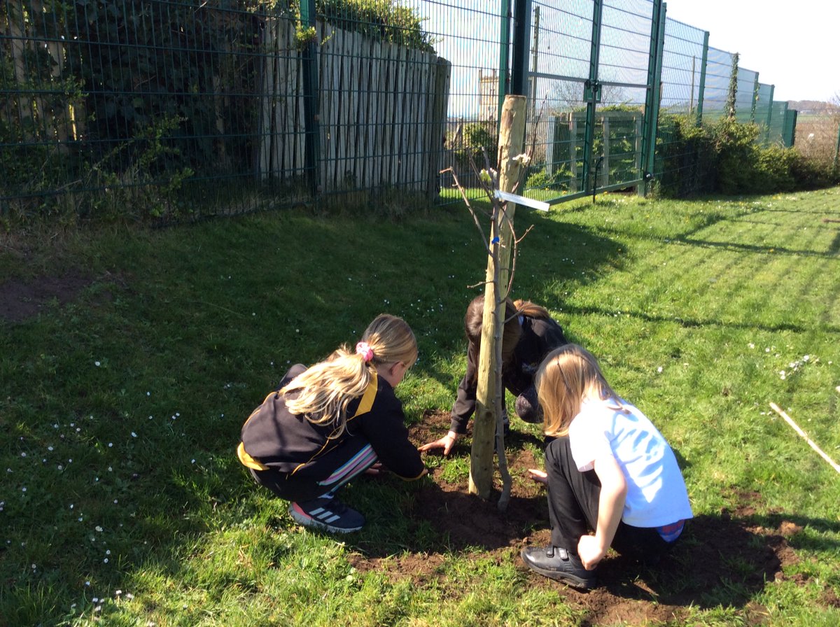 EcoDewiGroup's tweet photo. ๐ณ๐๐๐ณ4 fruit trees planted at @NonYsgol with their Eco Committee as a new Mini Orchard! Thanks to @TCVtweets's From the Ground Up! initiative funded by @ICAPGlobal for the trees & @pembscoast for funding for trees stakes #community #stdavidspeninsula #stdavids #pembrokeshire https://t.co/W4Y9kqXai3