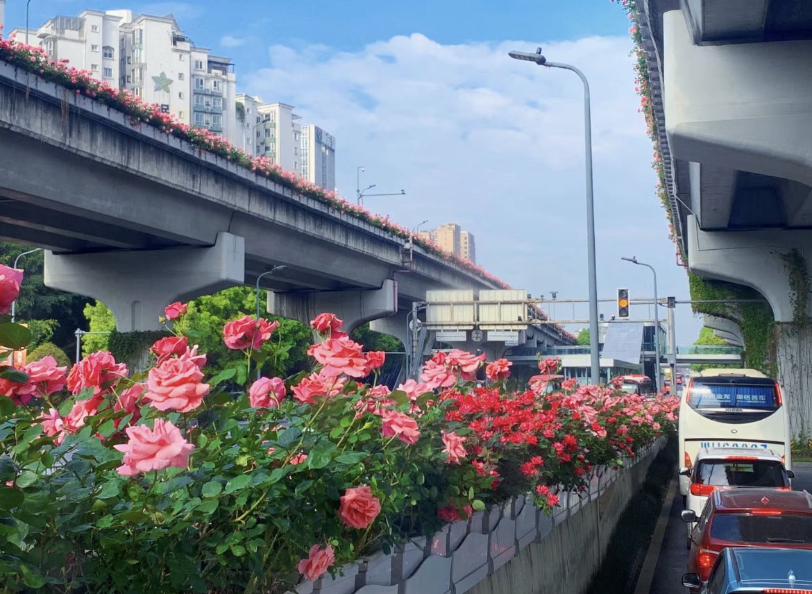 Chengdu_City's tweet photo. 【Romance in Chengdu】
The unique #romance that #Chengdu offers! Check out these beautiful #blossoms on the city’s #overpasses. https://t.co/NniSkapcnE