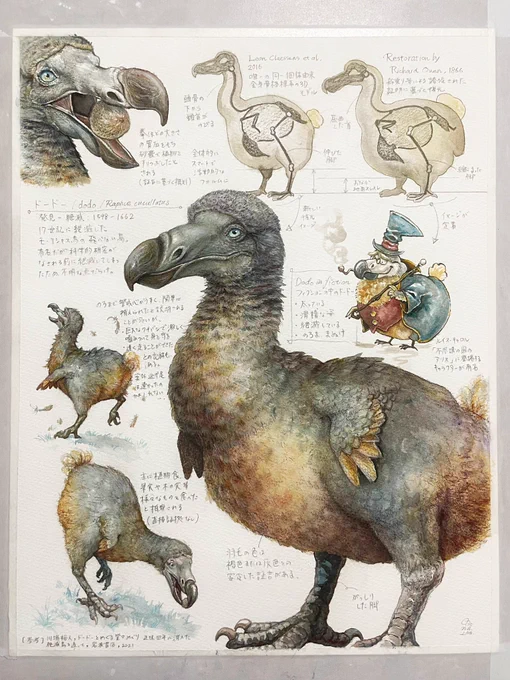 『新旧ドードーの比較』
謎多き絶滅鳥、ドードー。
フィクション作品などでは太っていて滑稽なキャラが定着していますが、どうやら実際は違ったらしい…?
ドードー復元の新旧の解釈を比較し、自分なりに復元画を描いてみました。

【参考】川端裕人,ドードーをめぐる堂々めぐり,岩波書店,2021 