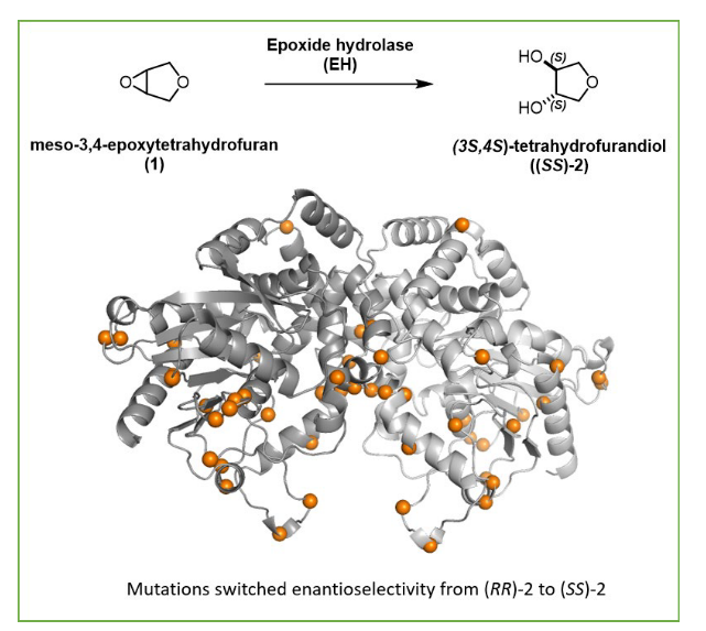 The power of #directedevolution never stops amazing. Our #proteinengineering team evolved an epoxide hydrolase to 99% yield, 97% ee at a whopping 500 g/L substrate concentration #enzymes #biocatalysis #merckchemistry …mistry-europe.onlinelibrary.wiley.com/doi/10.1002/cc… Congrats!