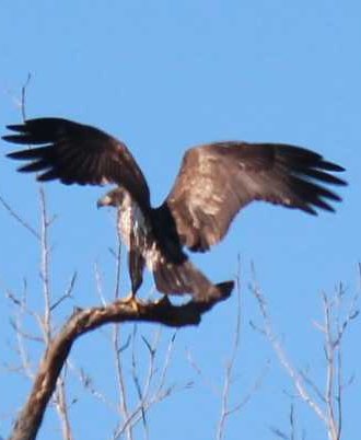 sputterfuss6's tweet photo. #bird #birdtwitter #photography #flight #juvenile #eagle #alights https://t.co/CEwzuWypiW