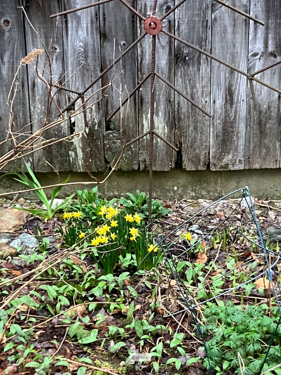 9dognight's tweet image. Perennial plant emergence+greening continues with maple red buds falling from trees + snow flurries.

All of this is #SpringtimeInVermont + #VTwx in #MyNeckOfTheWoods this morning (April 19, 6:45am at 1200ft elev).