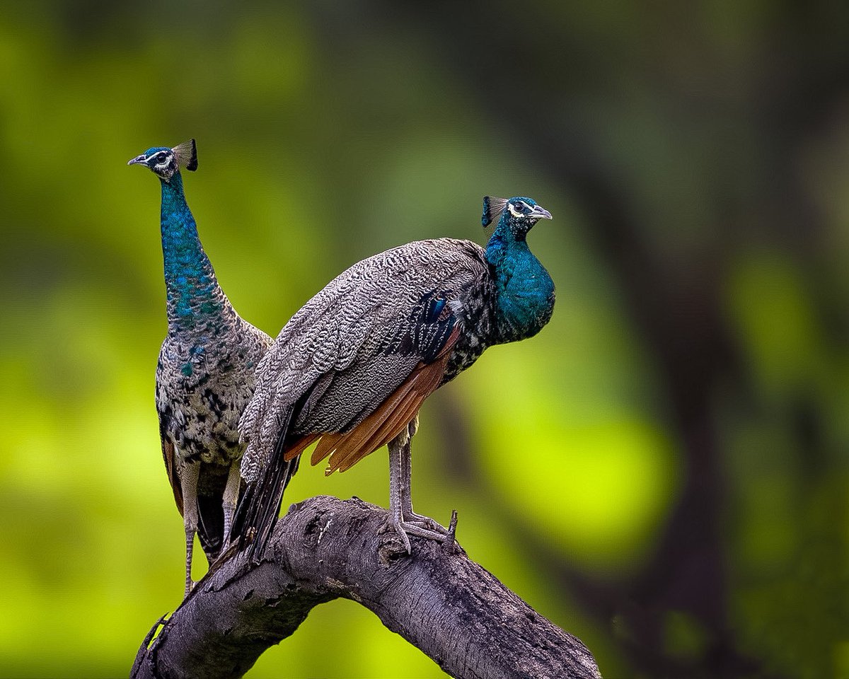 🌈अश्विनी (ᏗᏕᏂᏇᎥᏁᎥ)🇮🇳 tweet media