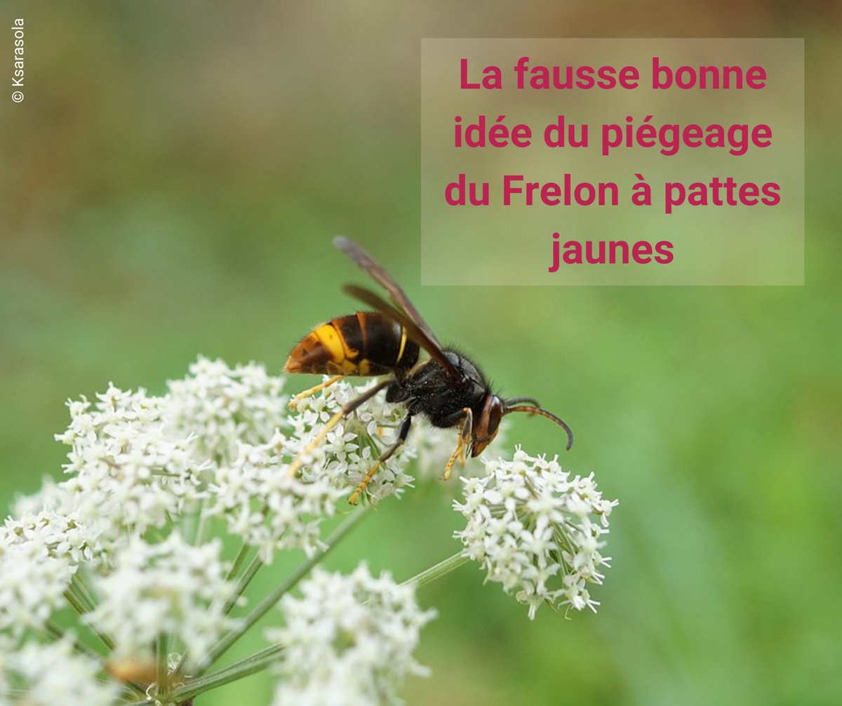 Opie_insectes's tweet photo. Le piégeage des #frelons à pattes jaunes (ou frelons asiatiques) est une fausse bonne idée ! 
Découvrez pourquoi dans notre communiqué de presse avec @arthropologia, @FNEasso, @SNPN_nature et @Obs_Abeilles : https://t.co/7FI4v1C6ou https://t.co/PjawF4TFo4