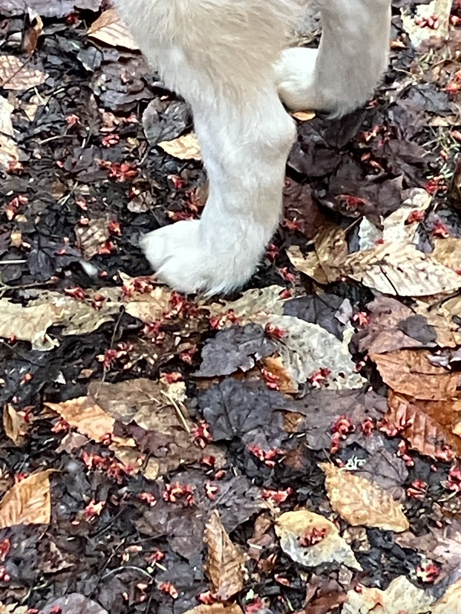 9dognight's tweet image. Perennial plant emergence+greening continues with maple red buds falling from trees + snow flurries.

All of this is #SpringtimeInVermont + #VTwx in #MyNeckOfTheWoods this morning (April 19, 6:45am at 1200ft elev).