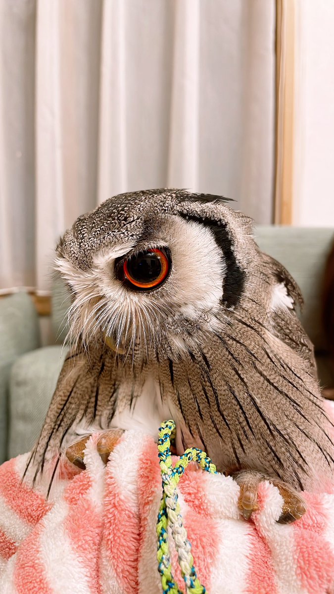 Jiji_owl's tweet photo. タオルをｶﾞｼｯ🦉 https://t.co/oNw10OsgMx
