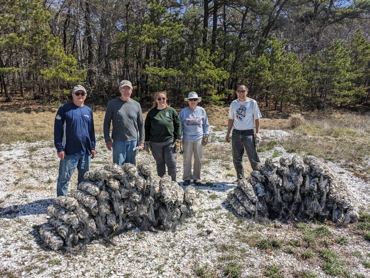 Mass Oyster Project tweet media