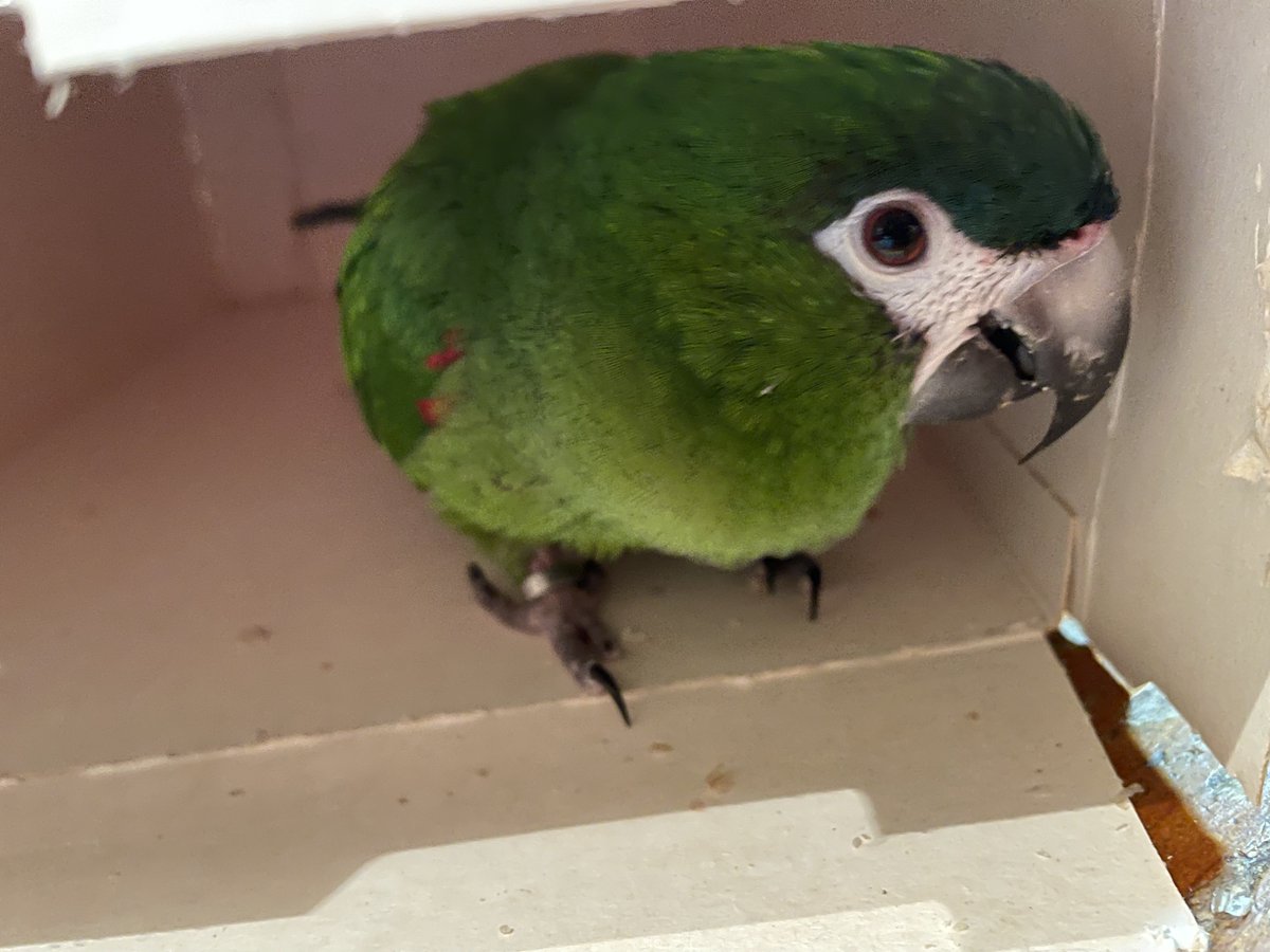 quasibody's tweet photo. Today we lost our Hahn Macaw. He flew out of the open aviary in Auburn. After searching for him in our area, I saw him chased by a magpie further away from our neighbourhood. I hope he will be found by someone and can be recovered. Please share this around your friends in Sydney. https://t.co/GPCHj3Diy8