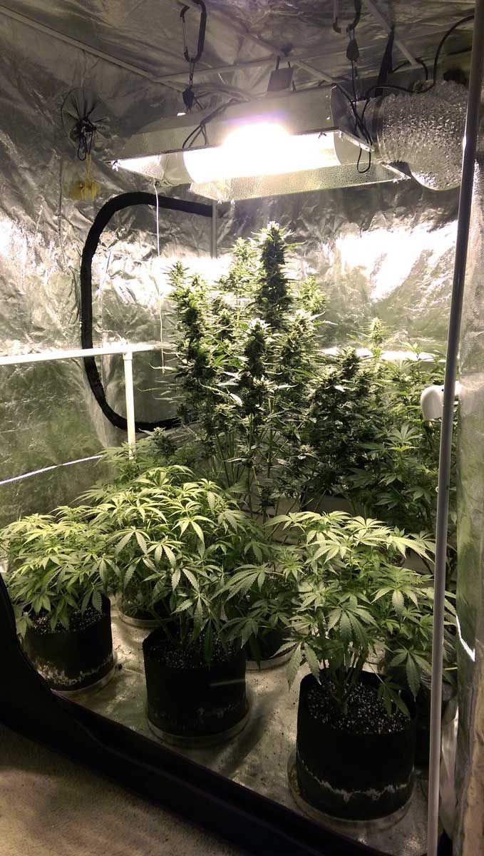 Cuanto crees que salga de esa planta??