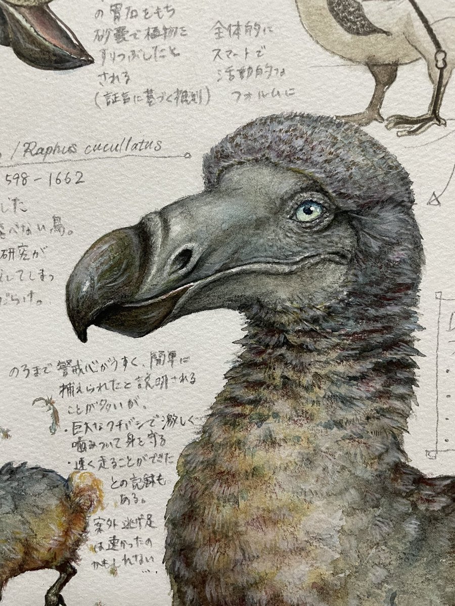 ドードーの太ったイメージは、誇張された証言をもとに描かれた17世紀のドードー画にかなり引っ張られているようです。
1865年刊行の「アリスのドードー」も、1866年発表のR.オーウェンによる復元図も。
実際のドードーはもっとスマートで、活動的で、カッコよかったかもしれない…
