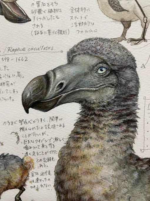 ドードーの太ったイメージは、誇張された証言をもとに描かれた17世紀のドードー画にかなり引っ張られているようです。
1865年刊行の「アリスのドードー」も、1866年発表のR.オーウェンによる復元図も。
実際のドードーはもっとスマートで、活動的で、カッコよかったかもしれない… 