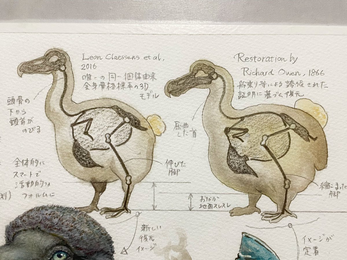 ドードーの太ったイメージは、誇張された証言をもとに描かれた17世紀のドードー画にかなり引っ張られているようです。
1865年刊行の「アリスのドードー」も、1866年発表のR.オーウェンによる復元図も。
実際のドードーはもっとスマートで、活動的で、カッコよかったかもしれない…