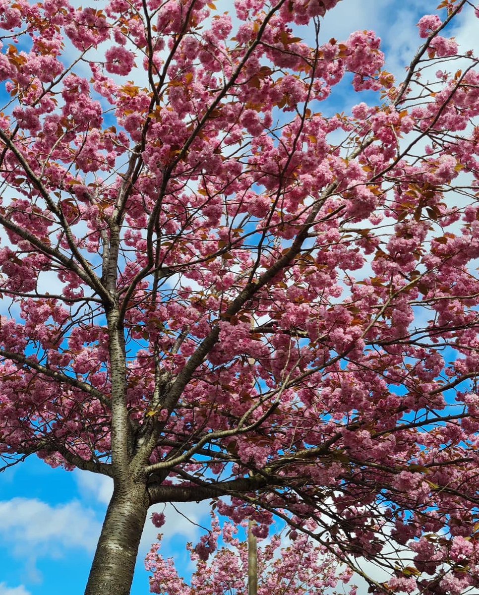 Spring 🌸
#spring #Cork #blossomtrees #
@corkbeo @CorkDaily @pure_cork @yaycork @savecorkcity @CorksRedFM