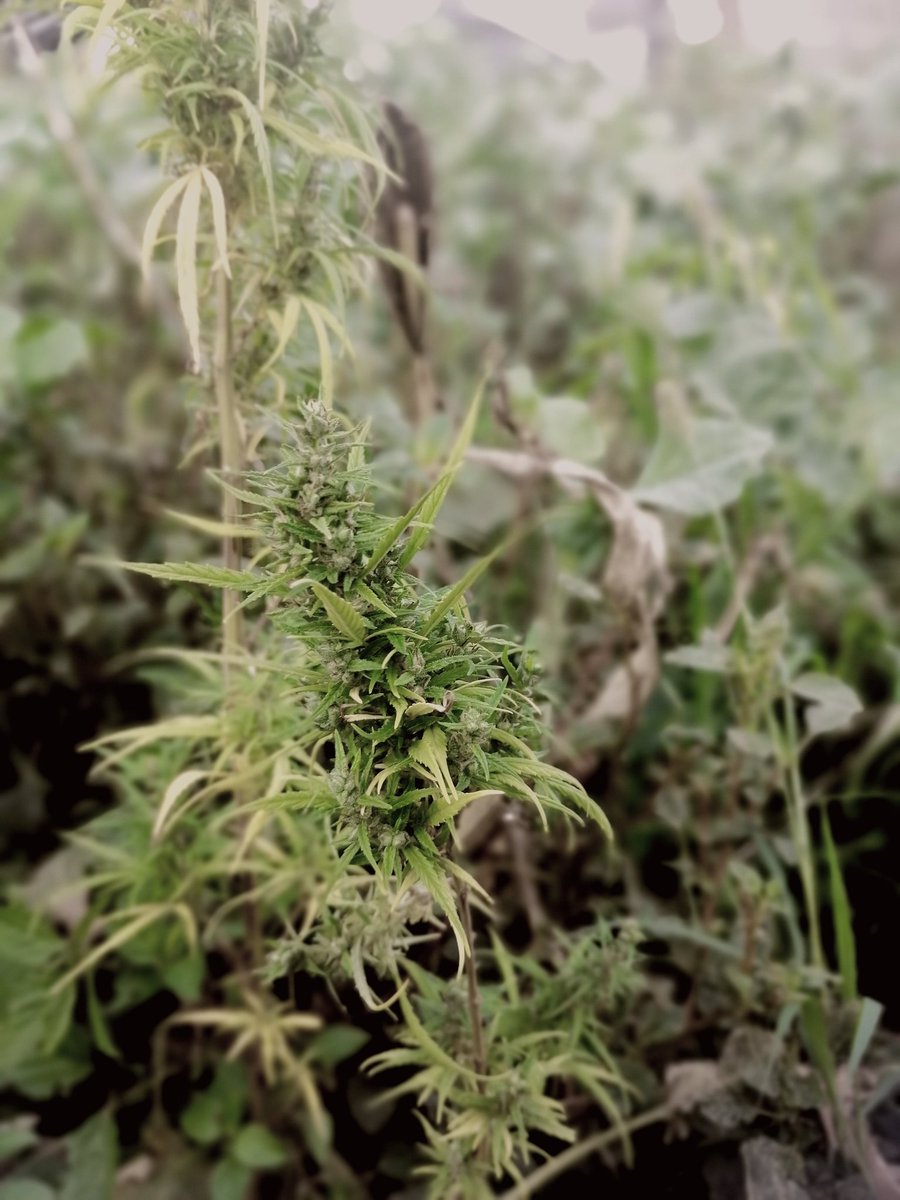 Smoke some... Plant some