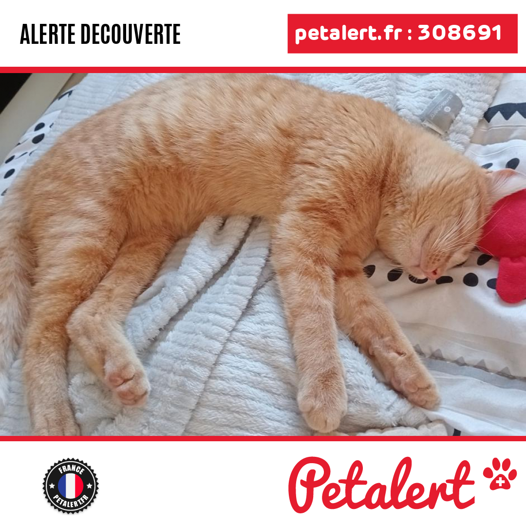 petalert_france's tweet photo. Trouvé #Chat #Sarthe #LeMans #Petalert #PetAlert72 / https://t.co/ZddBCNei6y https://t.co/ePy82khhQW