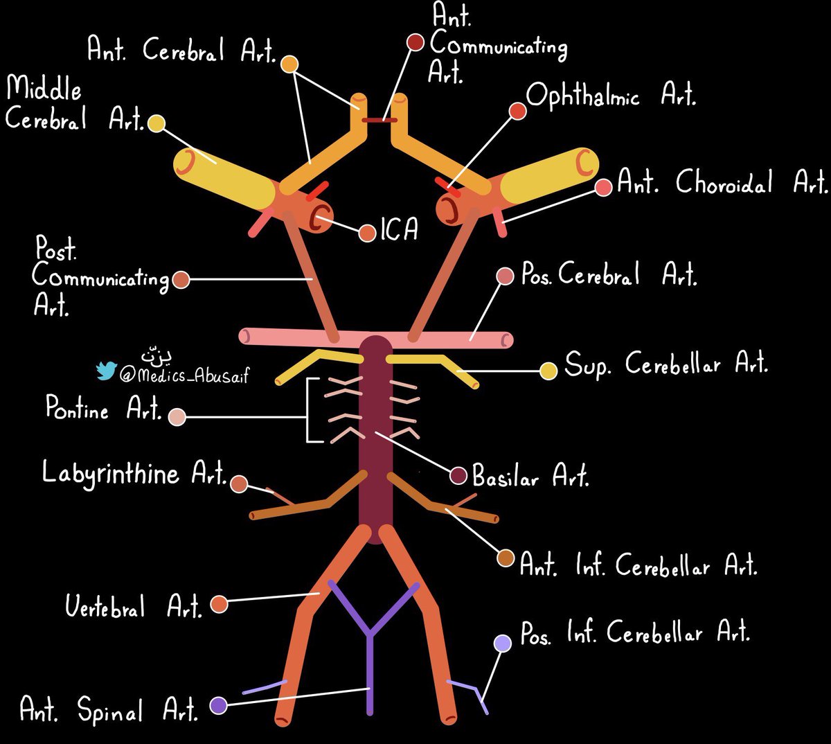 OGdukeneurosurg's tweet photo. Circle of Willis by @medics_AbuSaif https://t.co/D52Ko4BsTs